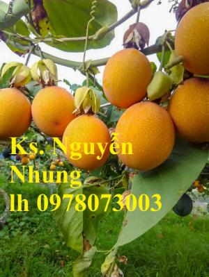 Chuyên cung cấp sỉ lẻ giống CHANH LEO COLOMBIA hàng F1 cam kết chuẩn chất lượng