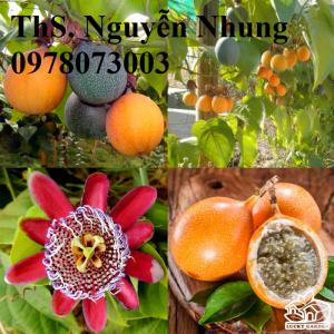 Chuyên cung cấp sỉ lẻ giống CHANH LEO COLOMBIA hàng F1 cam kết chuẩn chất lượng