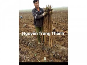 Hạt giống Ngưu Bàng. Hạt giống tỉ lệ nảy mầm cao, củ to và dài.
