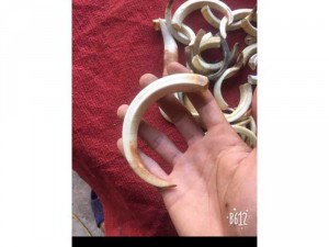 Nanh lợn rừng