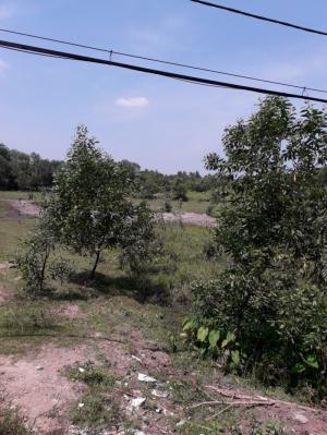 Đất Nền Lớn 82m X 200m,Nở Hậu 150m Đường Nhựa Nguyễn Văn Khạ Thuộc Xã Phú Hòa Đông, Củ Chi