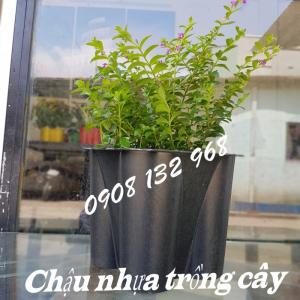 Chậu hoa nhựa giá sỉ