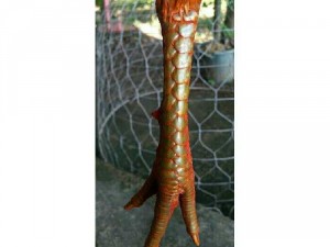 Khét 2.7kg