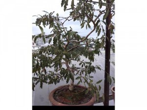 Cây ổi đuôi phụng