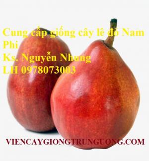 Chuyên cung cấo giống Lê đỏ Nam phi nhập khẩu chất lượng cao
