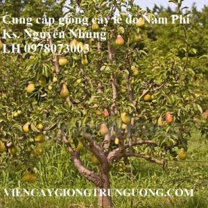 Chuyên cung cấo giống Lê đỏ Nam phi nhập khẩu chất lượng cao