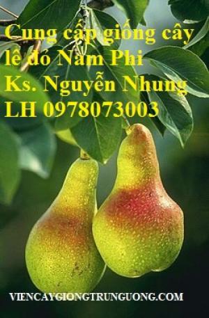 Chuyên cung cấo giống Lê đỏ Nam phi nhập khẩu chất lượng cao