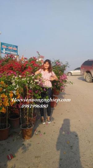 Cung cấp sỉ lẻ giống cây hoa giấy