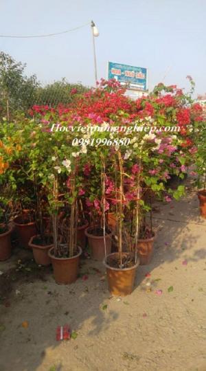 Cung cấp sỉ lẻ giống cây hoa giấy