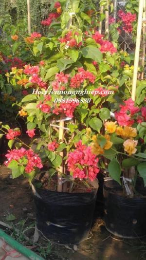 Cung cấp sỉ lẻ giống cây hoa giấy