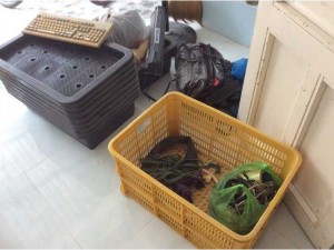 Thanh lý chậu trồng rau sạch