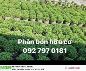Phân bánh dầu hữu cơ tưới gốc tốt nhất