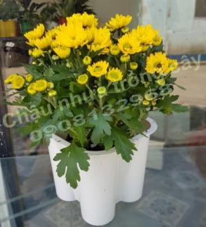 Chậu Hoa Nhựa Tết, Chậu Hoa Nhựa tết