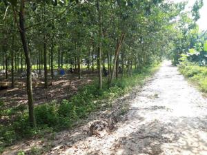 Bán đất vườn cao su 10.000m2, giá 3.1 tỷ Quốc Lộ 19 (gần ngã 3 Đất Sét), xã Truông Mít