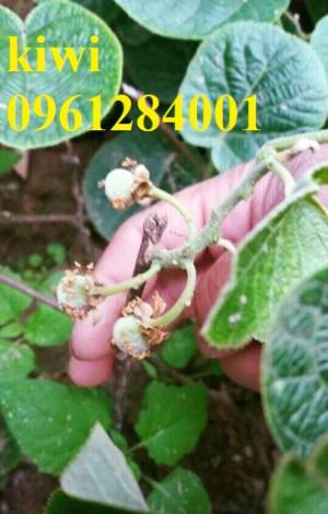 Cung cấp giống cây kiwi, kiwi vàng, kiwi xanh, cây giống nhập khẩu chất lượng cao