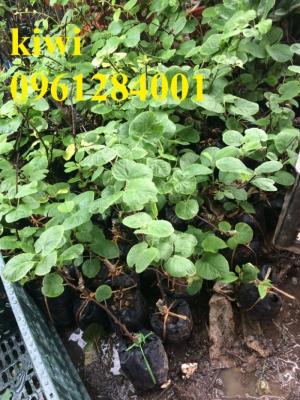Cung cấp giống cây kiwi, kiwi vàng, kiwi xanh, cây giống nhập khẩu chất lượng cao