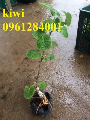 Cung cấp giống cây kiwi, kiwi vàng, kiwi xanh, cây giống nhập khẩu chất lượng cao