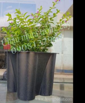 Chậu nhựa hoa tết, chậu nhựa hoa tết