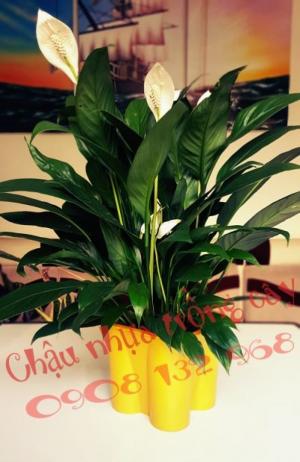 Chậu nhựa hoa tết, chậu nhựa hoa tết