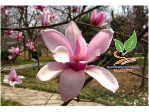 Cây giống hoa mộc lan