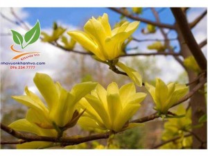 Cây giống hoa mộc lan