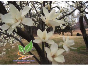 Cây giống hoa mộc lan