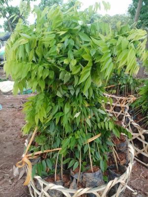 Cây sưa đỏ
