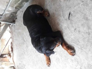 Bán Rott cái dòng Đại 50kg.