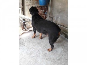 Bán Rott cái dòng Đại 50kg.