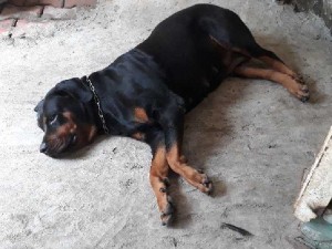 Bán Rott cái dòng Đại 50kg.