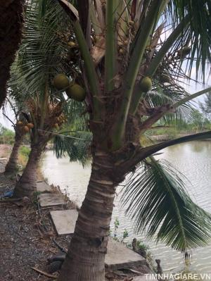 Bán 8500m2 đất tại xã Lý Nhơn, Huyện Cần Giờ, có nhà yến, đang có thu nhập, có vườn cây ăn trái, ao cá