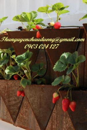 Thép làm chậu cây, trang trí cảnh quang sân vườn Corten A