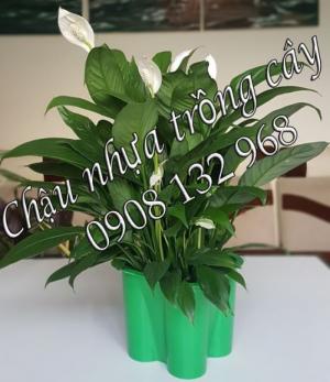 Chậu Hoa Nhựa, chậu nhựa trồng cây, chậu nhựa trồng hoa