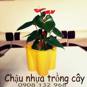 Chậu nhựa hoa tết, chậu nhưa trồng hoa, chậu nhựa trồng hoa