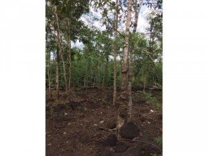 Bán đất nông nghiệp gấp