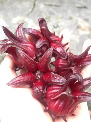 Hoa Atiso đỏ/ Hibiscus/ Bụp giấm tươi
Tháng 10 đã đến, tháng đậm nét nhất của mùa thu với tiết trời mát mẻ và những tia nắng vàng rực rỡ. Cũng là thời điểm các cánh đồng hoa atiso đỏ của Việt Hibicus nở rộ...
Giá trà khô, hoa atiso đỏ, hoa ngâm tại Việt Hibiscus chúng mình vẫn luôn không đổi, #giá_hoa_atiso_đỏ_rẻ_nhất thị trường hiện nay.
CÁC SẢN PHẨM HIỆN CÓ TẠI VIỆT HIBISCUS
???? Hoa Atiso đỏ (Hoa Bụp Giấm) có hạt và tách hạt
???? Trà khô Atiso đỏ/ bụp giấm loại 500gr và 1Kg
???? Siro Atiso đỏ/ bụp giấm
???? Mứt Atiso đỏ/ bụp giấm
???? Hoa atiso đỏ ngâm
???? Hoa Atiso đỏ tươi, có hạt: 30K/kg
???? Hoa Atiso đỏ tươi, đã tách hạt: 55K/kg