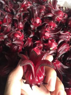 Hoa Atiso đỏ/ Hibiscus/ Bụp giấm tươi
Tháng 10 đã đến, tháng đậm nét nhất của mùa thu với tiết trời mát mẻ và những tia nắng vàng rực rỡ. Cũng là thời điểm các cánh đồng hoa atiso đỏ của Việt Hibicus nở rộ...
Giá trà khô, hoa atiso đỏ, hoa ngâm tại Việt Hibiscus chúng mình vẫn luôn không đổi, #giá_hoa_atiso_đỏ_rẻ_nhất thị trường hiện nay.
CÁC SẢN PHẨM HIỆN CÓ TẠI VIỆT HIBISCUS
???? Hoa Atiso đỏ (Hoa Bụp Giấm) có hạt và tách hạt
???? Trà khô Atiso đỏ/ bụp giấm loại 500gr và 1Kg
???? Siro Atiso đỏ/ bụp giấm
???? Mứt Atiso đỏ/ bụp giấm
???? Hoa atiso đỏ ngâm
???? Hoa Atiso đỏ tươi, có hạt: 30K/kg
???? Hoa Atiso đỏ tươi, đã tách hạt: 55K/kg