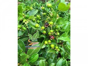 Cây Cherry sắp ra trái mùa thứ 2