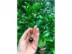 Cây Cherry sắp ra trái mùa thứ 2
