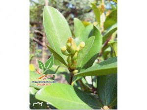 Cây Cherry sắp ra trái mùa thứ 2
