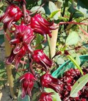 Cung cấp hoa bụp giấm (hoa atiso đỏ, hibiscus) giá sỉ toàn quốc