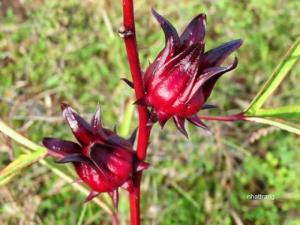 Cung cấp hoa bụp giấm (hoa atiso đỏ, hibiscus) giá sỉ toàn quốc