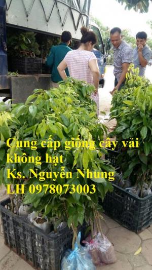 Giống cây vải không hạt uy tín chất lượng, số lượng lớn, giao hàng toàn quốc