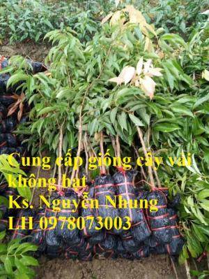 Giống cây vải không hạt uy tín chất lượng, số lượng lớn, giao hàng toàn quốc