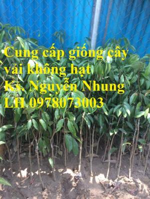 Giống cây vải không hạt uy tín chất lượng, số lượng lớn, giao hàng toàn quốc