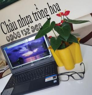 Chậu Nhựa Hoa Tế