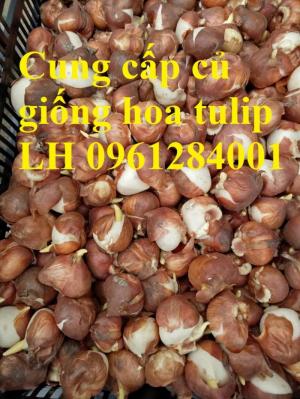 Chuyên cung cấp sỉ, lẻ củ hoa tulip, củ hoa tulip Hà Lan chuẩn giống, hỗ trợ kỹ thuật trồng và chăm sóc