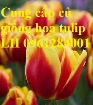 Chuyên cung cấp sỉ, lẻ củ hoa tulip, củ hoa tulip Hà Lan chuẩn giống, hỗ trợ kỹ thuật trồng và chăm sóc