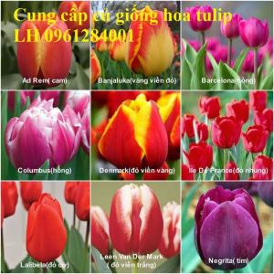 Chuyên cung cấp sỉ, lẻ củ hoa tulip, củ hoa tulip Hà Lan chuẩn giống, hỗ trợ kỹ thuật trồng và chăm sóc