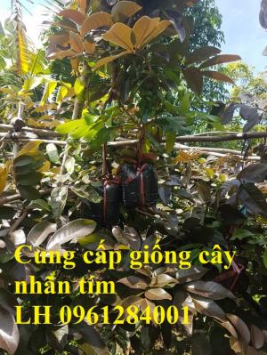 Địa chỉ uy tín cung cấp giống cây nhãm tím F1, cam kết chất lượng, giao hàng toàn quốc